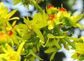 美しいオオモクゲンジの花