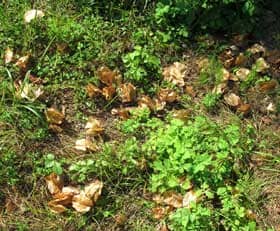 地面にたくさん落ちている枯れ色のオオモクゲンジの実