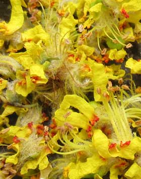地面に降り積もったモクゲンジの黄色い雄花