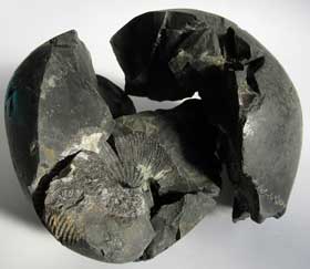 水晶の結晶と混在するアンモナイトの化石
