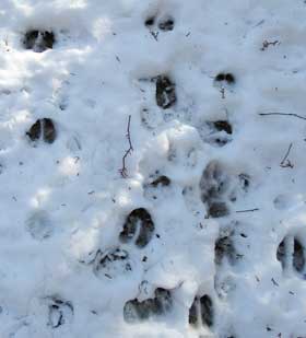 雪の上のニホンカモシカの足跡