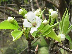 シャングリラに咲く可憐な梨の花