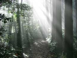 神秘的な光の射す森林