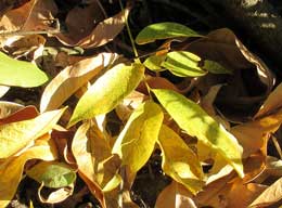 落ちたてのムクロジの美しい落ち葉