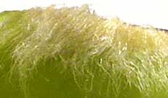 ムクロジの未熟果内部の産毛