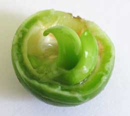 ムクロジの未熟果の種子の中の液体中で緑色の胚　拡大写真