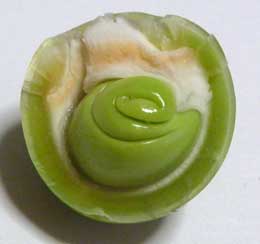 ムクロジの未熟果内部に渦巻く緑色の仁　拡大写真