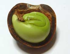 種子が褐色になり始めた頃の緑色のムクロジの胚