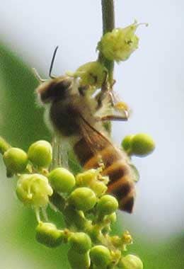 ムクロジの花に訪花した蜜蜂