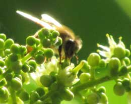 ムクロジの花と授粉する蜜蜂