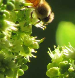 おいしそうにムクロジの花にかぶりつくかわいい蜜蜂