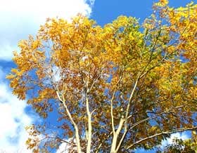 秋に綺麗に黄葉するムクロジの木