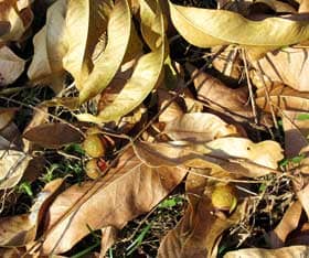 樹下に落ちたムクロジの黄葉と実