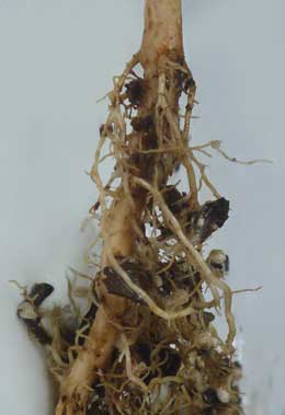 ムクロジの苗の根拡大写真