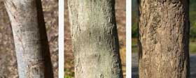 ムクロジの樹皮比較