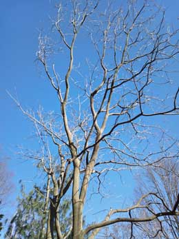 葉を落とした冬のムクロジの木