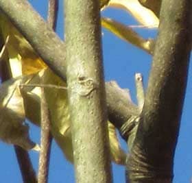 数年たったムクロジの枝に残る葉痕