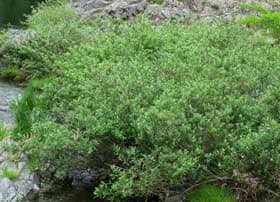 ５月上旬の緑色に河原に生い茂るネコヤナギ