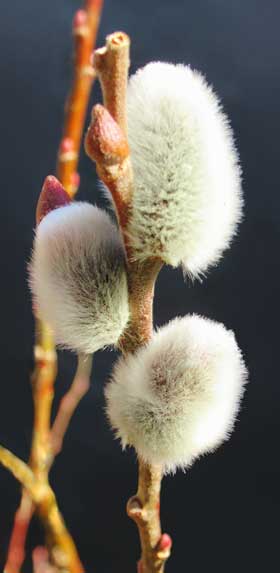 白銀色に輝く美しいネコヤナギの雄花