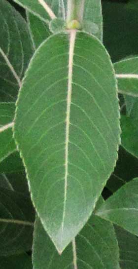 ネコヤナギの葉