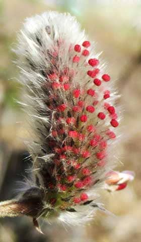 白い毛の間から赤い葯が出てきたネコヤナギの雄花