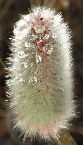 水滴を弾く銀色のネコヤナギの雄花