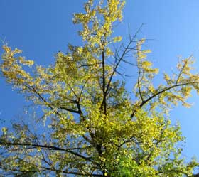 美しく黄葉するイチョウの巨木