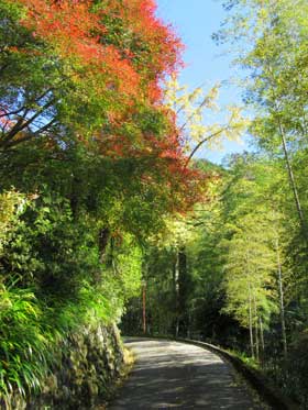 道路脇の美しい紅葉と竹林