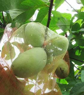 果実にアミの袋がけがされているたくさんの大きな実をつけた挿し木から育ったポポーの木
