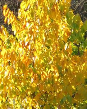 黄金色に輝くポポーの葉