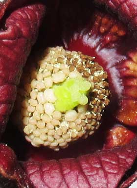 花粉が出始めたポポー　ポトマックの雄性期の花のしべ部分