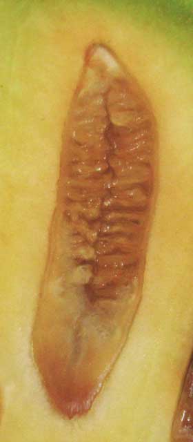 反芻胚乳が形成されているポポーの未熟果の中の種子の断面