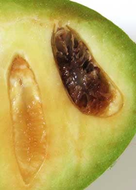 反芻胚乳が形成され始めているポポーの未熟果の中の種子の断面
