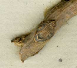 ツンベルクのムクロジ標本　葉痕部拡大