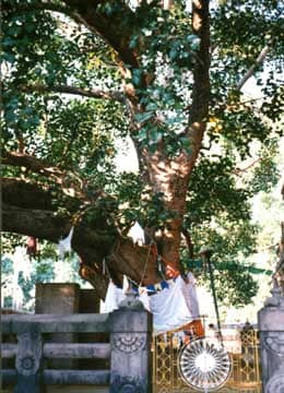 ブッダガヤの菩提樹