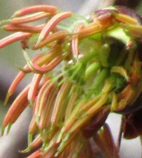 色のあせてきた頃の雌しべが見えるフサザクラの花