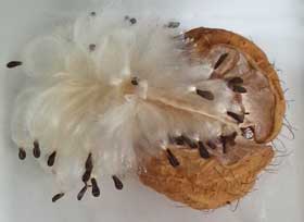 ほわほわの綿毛のついた種子が飛び出したフウセントウワタの果実