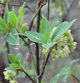 黒い斑点模様のあるクロモジの枝とクロモジの雌花