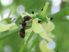 ５月中旬　マユミの花の蜜を吸うアリ