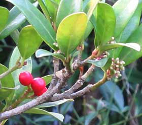初冬のミヤマシキミの赤い実と蕾