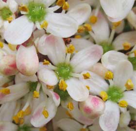 花粉を出しているミヤマシキミの雄花　正面　拡大