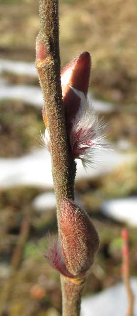 産毛の生えるかわいいネコヤナギの葉痕とふかふかの冬芽と枝についたネコヤナギの花が帽子を脱ぐところ