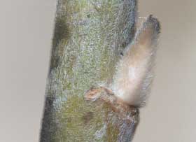 冬芽と枝に産毛の生えるネコヤナギ