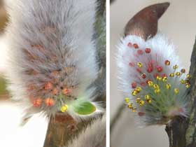 花粉が出て来たネコヤナギの雄花