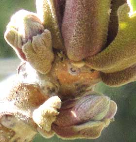 サンバの被り物を頭に盛ったようなオニグルミの芽吹き　葉痕部分拡大
