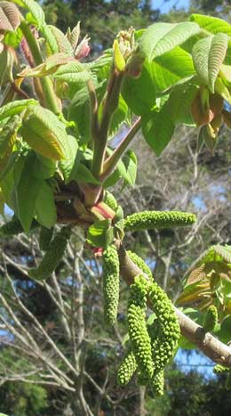 葉の展開と同時に開花するオニグルミ。新枝の先端に直立するのが雌花序で、雄花序は前年枝の葉腋から垂れ下がっている。