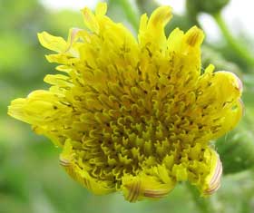 オニノゲシの黄色い花　拡大