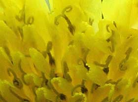 オニノゲシの黄色い花の集合体　拡大