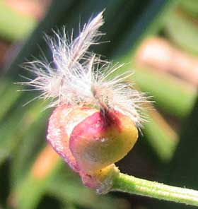 羽毛状の花柱をつけるセンニンソウの痩果