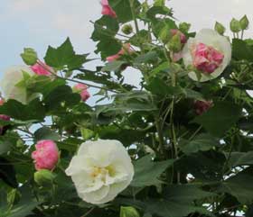 白とピンクの色の混ざるスイフヨウの花